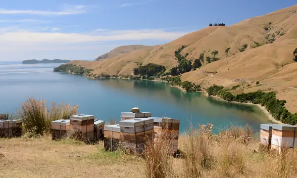 Beehives perch above Titirangi Bay in the Marlborough Sounds